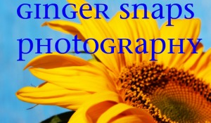 Ginger Snaps Photography Header 2